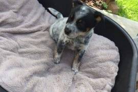 Très jolie Chiot Bouvier Australien femelle LOF, Montréal