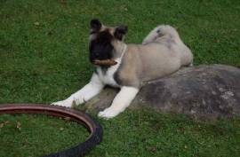 Adorable Chiot Akita Americain, Montréal