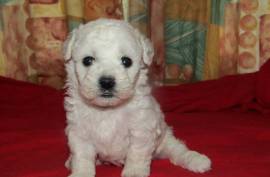 Très adorable Chiot Bichon Frisé femelle  , Montréal