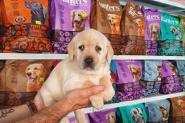 Très jolie Chiot Labrador disponible, Laval