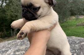 Magnifique et adorable Chiot de race Carlin, Laval
