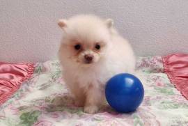 Très intelligente Chiot Spitz allemand femelle , Laval