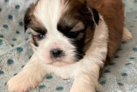 Très sublime chiot Shih Tzu Femelle, Laval