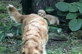 Chiot golden retriever, Drummondville 