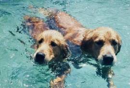 Chiot golden retriever, Drummondville 
