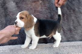 Très joli chiot de race Beagle mâle., Laval