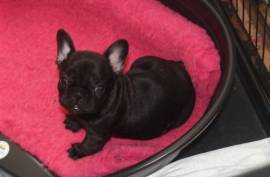 Bouledog francais pure race , Laval
