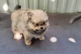 Très belle Chiot de type Spitz-Allemand femelle., Laval