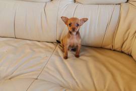 Adorable Chiot Pinscher miniatura mâle, Laval