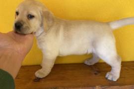 Adorable chiot Labrador femelle., Laval