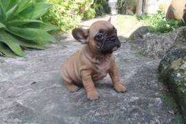 Magnifique Chiot de type race Chiot Bouledogue, Laval