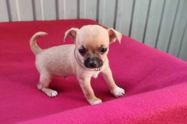 Très bon chiot de race Chihuahua mâle., Laval