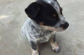 Très jolie Chiot Bouvier Australien femelle LOF, Laval