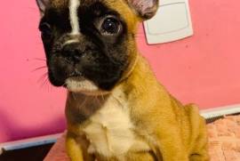 Très magnifique Chiot Bouledogue Français., Laval