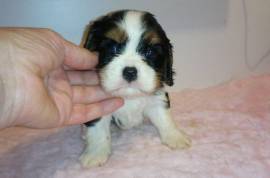 Très belle femelle Cavalier King Charles  , Laval