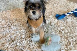 CHIOT MIMI FEMELLE YORKSHIRE TERRIER, Laval