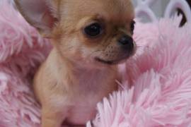 Intelligente Chiot Chihuahua femelle de poil court, Laval