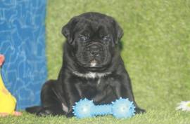 Adorable chiot Cane corso mâle, Laval