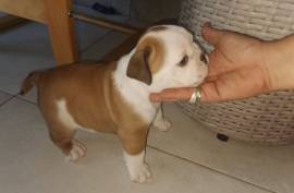 Magnifique Bouledogue Anglais, Laval