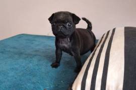 1 Chiot mâle de race Carlin  Nés le : 30/07/2021, Laval