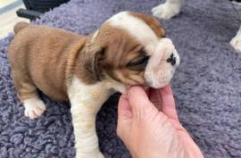 Chiot Bouledogue Anglais., Laval