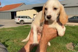 Admirable Chiot Beagle mâle., Laval