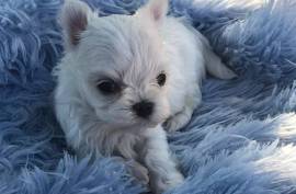 Très jolie Chiot Bichon Maltais mâle.  , Laval