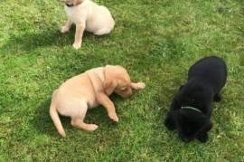 Adorables chiots labradors DISPONIBLE, Victoria