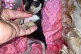 Chiot Chihuahua a ceder, Halifax