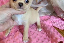 Chiot Chihuahua a ceder, Halifax