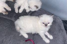 A Donner petit chaton type sacré de Birmanie, Sherbrooke