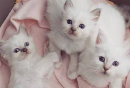 A Donner petit chaton type sacré de Birmanie, Ottawa