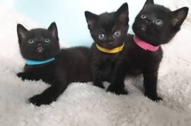 Magnifiques chatons Maine coon, Montréal-Est