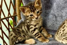 SUPER CHATON BENGAL POUR VOUS, Saint Catharines