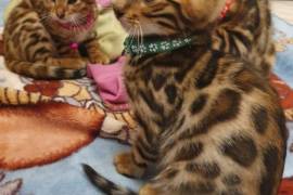 Bengal pour famille adoption, Rimouski