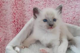 A donner Chaton sacré Birmanie femelle et mâle, Fredericton