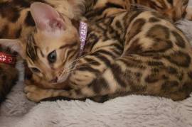 Chatons Bengal loof disponible de suite, Iqaluit