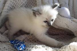 chatons sacre de birmanie loof a donner, Saguenay