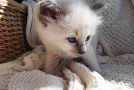 chatons sacre de birmanie loof a donner, Saguenay