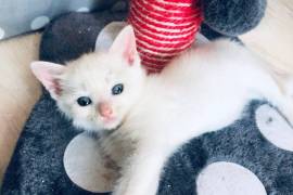 Chatons Ragdoll tres adorable, Barrie