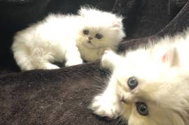 chaton persan chinchilla trois mois, Whitehorse