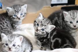 A donner chatons british shorthair, Brossard