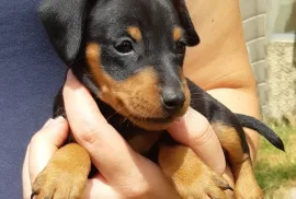 Chiot Pinscher, Saint-Hyacinthe