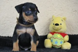Chiot Pinscher, Saint-Hyacinthe