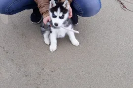 Mignonne Chiot Husky Sibérien Femelle, Votre ville