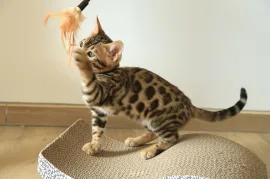 Chaton Bengal Pure Race, saint jerome 