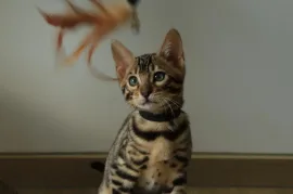 Chaton Bengal Pure Race, saint jerome 