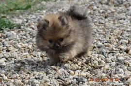 Spitz allemand petit/ nain, Sherbrooke