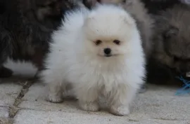 Spitz allemand petit/ nain, Sherbrooke