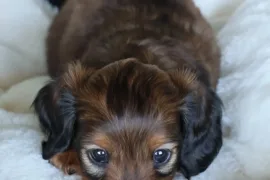 Chiot Teckel Poils Long, Montréal 